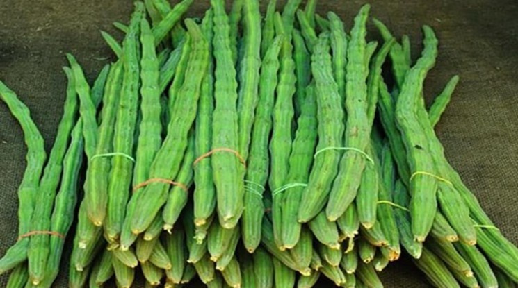 ভারত থেকে আসছে সজনে ডাঁটা