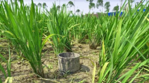 বিদ্যুৎ ও জ্বালানি খরচ সাশ্রয় লাভবান হচ্ছেন কৃষক