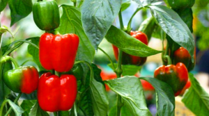 ক্যাপসিকাম চাষ কম খরচে অধিক লাভ