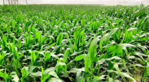 দ্বিগুণ লাভের আশা চাষিদের ভুট্টা চাষে