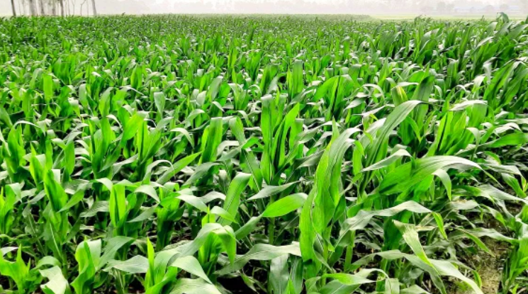 দ্বিগুণ লাভের আশা চাষিদের ভুট্টা চাষে
