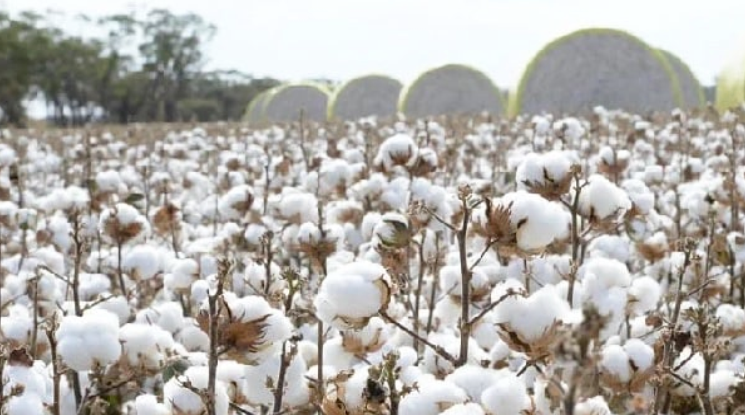 তুলা চাষে ১০ কোটি টাকার প্রণোদনা Cotton