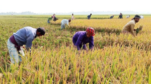 আধাপাকা ধান নিয়ে শঙ্কায় হাওরের কৃষক