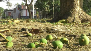 তাপপ্রবাহে আমের গুটি টেকাতে পানি স্প্রের পরামর্শ
