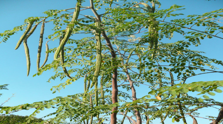 অনাবাদি জমিতে সজিনা চাষে লাভবান কৃষকরা Moringa