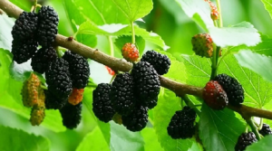 মালবেরি বা তুঁত ফল চাষে ঝুকছেন পঞ্চগড়ের চাষিরা