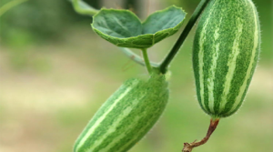 পটোল চাষ পটোল উৎপাদনর