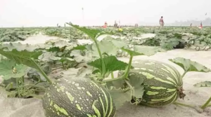 বালুচরে মিষ্টি কুমড়া চাষে লাভবান কৃষকরা