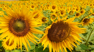 উপকূলের হাজারও কৃষক সফলতার মুখ দেখছেন সূর্যমুখী চাষে