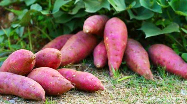 লাখ টাকার মিষ্টি আলু বিক্রি ২৫ হাজার টাকা খরচে