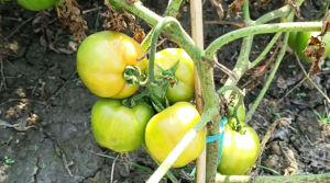 মালচিং পদ্ধতিতে টমেটো চাষ করে সফল ফিরোজ মিয়া