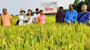 শেরপুরে হাইব্রীড ‘আপন’ জাতের ধান ক্ষেত পরিদর্শনে চীনা বিশেষজ্ঞ দল