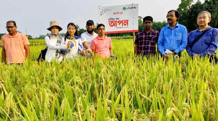 শেরপুরে হাইব্রীড ‘আপন’ জাতের ধান ক্ষেত পরিদর্শনে চীনা বিশেষজ্ঞ দল