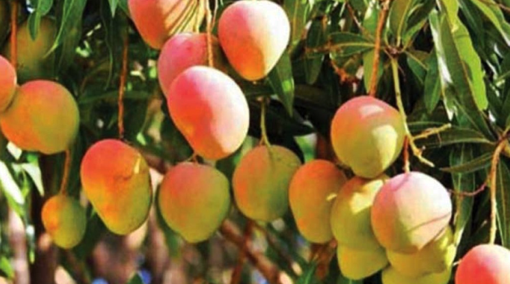 বাংলাদেশ থেকে আম নিতে আগ্রহী চীন