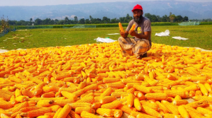কুমিল্লার কৃষকের মুখে হাসি ভুট্টার বাম্পার ফলনে
