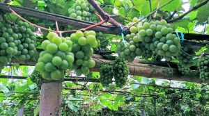 থোকায় থোকায় মিষ্টি আঙুর মাচায় ঝুলছে