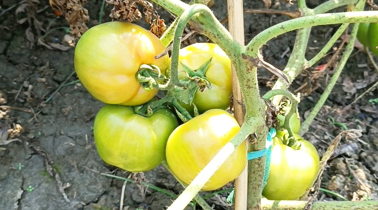 টমেটো চাষে ফিরোজের সাফল্য