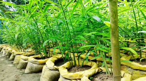 মেহেরপুরে , বস্তায় আদা চাষ