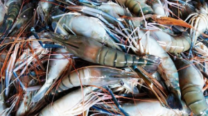 বাগদা চিংড়ি বাগেরহাট চিংড়ি চাষ বাগদা চিংড়ি উৎপাদন বাগদা চিংড়ির বাজার বাগদা চিংড়ির দাম বাংলাদেশে চিংড়ি রপ্তানি বাগদা চিংড়ি চাষ পদ্ধতি