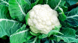 ফুলকপি চাষ ফুলকপি চাষের পদ্ধতি ফুলকপি চাষে খরচ ও লাভ ফুলকপির জনপ্রিয় জাত ফুলকপির রোগবালাই প্রতিকার ফুলকপি উৎপাদন প্রযুক্তি ফুলকপি চাষ বাংলাদেশ ফুলকপি চাষের সময় ফুলকপি চাষের জমি নির্বাচন ফুলকপি চাষের সার ও সেচ Cauliflower farming in Bangladesh Cauliflower cultivation methods Cauliflower varieties and features Cost and profit of cauliflower farming How to grow cauliflower Best cauliflower seeds Cauliflower diseases and solutions