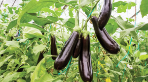 বেগুন চাষের পদ্ধতি বেগুন চাষে খরচ ও লাভ বেগুন রোগবালাই প্রতিকার বেগুনের জমি প্রস্তুতি Eggplant cultivation in Bangladesh Brinjal farming guide