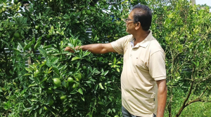 মাল্টা চাষে সফলতা, লাভবান হচ্ছেন পিরোজপুরের চাষিরা