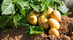 আলু চাষের পদ্ধতি আলু চাষে খরচ ও লাভ আলুর রোগবালাই প্রতিকার Potato cultivation in Bangladesh Potato farming profit analysis