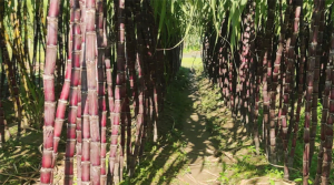 শিবপুরে আখ চাষে দ্বিগুণ লাভ মুখে হাসি ফুটেছে কৃষকদের