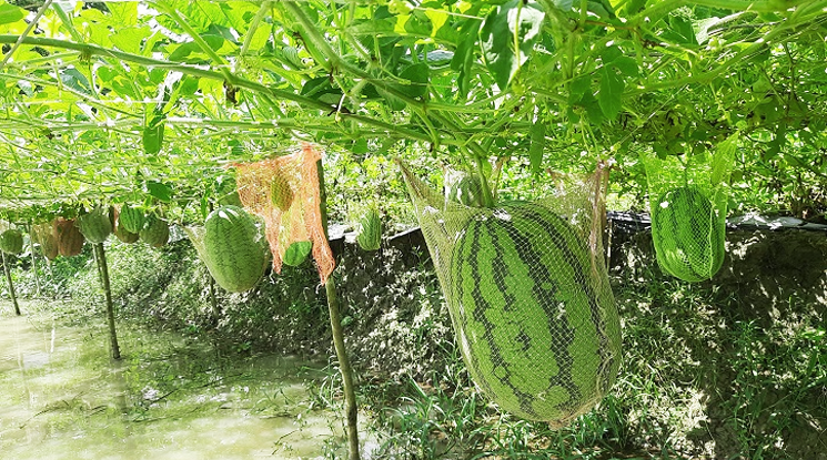 মৎস্যঘেরের পাড়ে শরৎকালেও মাচায় ঝুলছে সবুজ ও রসালো তরমুজ।