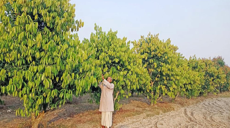 তেজপাতা চাষ, কাউনিয়ার কৃষক ,রংপুর তেজপাতা, লাভজনক ফসল বাংলাদেশ, ধান ছেড়ে তেজপাতা চাষ, মসলাজাতীয় ফসল বাংলাদেশ