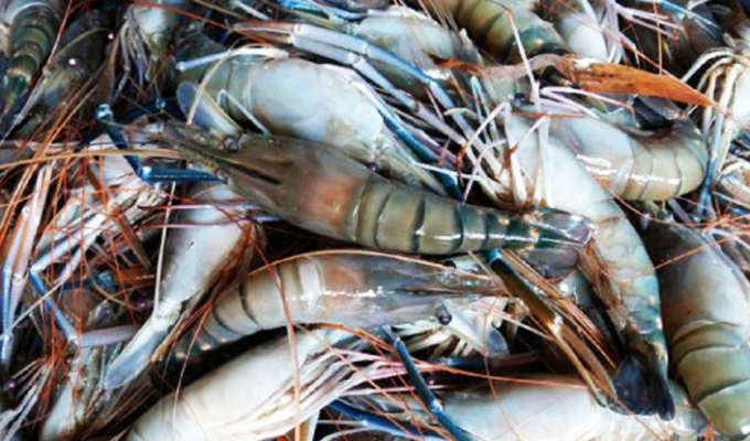 বাগদা চিংড়ি বাগেরহাট চিংড়ি চাষ বাগদা চিংড়ি উৎপাদন বাগদা চিংড়ির বাজার বাগদা চিংড়ির দাম বাংলাদেশে চিংড়ি রপ্তানি বাগদা চিংড়ি চাষ পদ্ধতি