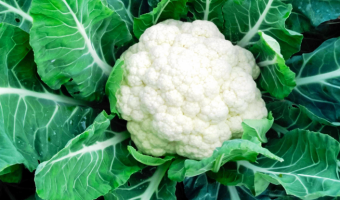 ফুলকপি চাষ ফুলকপি চাষের পদ্ধতি ফুলকপি চাষে খরচ ও লাভ ফুলকপির জনপ্রিয় জাত ফুলকপির রোগবালাই প্রতিকার ফুলকপি উৎপাদন প্রযুক্তি ফুলকপি চাষ বাংলাদেশ ফুলকপি চাষের সময় ফুলকপি চাষের জমি নির্বাচন ফুলকপি চাষের সার ও সেচ Cauliflower farming in Bangladesh Cauliflower cultivation methods Cauliflower varieties and features Cost and profit of cauliflower farming How to grow cauliflower Best cauliflower seeds Cauliflower diseases and solutions