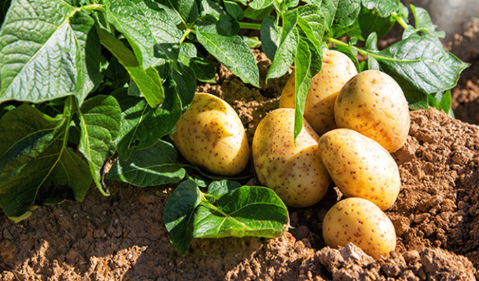 আলু চাষের পদ্ধতি আলু চাষে খরচ ও লাভ আলুর রোগবালাই প্রতিকার Potato cultivation in Bangladesh Potato farming profit analysis