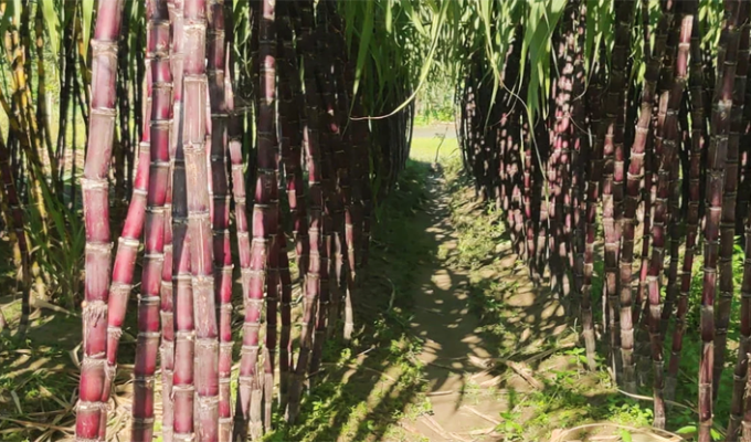 শিবপুরে আখ চাষে দ্বিগুণ লাভ মুখে হাসি ফুটেছে কৃষকদের