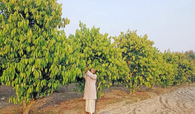 তেজপাতা চাষ, কাউনিয়ার কৃষক ,রংপুর তেজপাতা, লাভজনক ফসল বাংলাদেশ, ধান ছেড়ে তেজপাতা চাষ, মসলাজাতীয় ফসল বাংলাদেশ