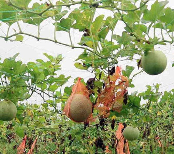 সাম্মাম